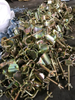 Scaffolding Ladder Coupler Pressed Steel with Wing Nut